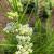 Milkweed - Whorled

Light: Sun
Zone: 4
Size: 3' x 2'
Bloom Time: July-September
Color: White
Soil: Well-Drained, Humus Rich
