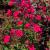Phlox - Garden Flame Red

Light: Sun
Zone: 4
Size: 1.5'
Bloom Time: June/July
Color: Magenta Red
Soil: Well-Drained, Moist, Fertile
