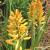 Red Hot Poker - Mango Echo

Light: Sun
Zone: 5
Size: 3' x 2'
Bloom Time: June-August
Color: Bright Orange
Soil: Well-Drained, Moist, 
