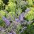 Sage - Russian

Light: Sun
Zone: 5
Size: 3-5'
Bloom Time: August/September
Color: Blue
Soil: Well-Drained, Drought Tolerant 
