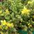 Sedum - Golden Stonecrop

Light: Sun
Zone: 2
Size: 3-4" x 18-24"
Bloom Time: June/July
Color: Yellow
Soil: Well-Drained, Poor
