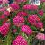 Yarrow - New Vintage Violet

Light: Sun
Zone: 4
Size: 18"
Bloom Time: June-September
Color: Magenta
Soil: Well-Drained 
