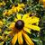 Black - Eyed Susan Goldstrum

Light: Sun
Zone: 3
Size: 2-3'
Bloom Time: August-September
Color: Yellow with black center
Soil: Moist, Rich, Well-Drained 