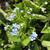 Brunerra/ Siberian Bugloss - Alexander

Light: Shade
Zone: 3
Size: 12-18"
Bloom Time: April-May
Color: Pale Blue
Soil: Moist