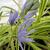 Camassia - Blue Melody

Light: Sun
Zone: 4
Size: 28-36"
Bloom Time: May-June
Color: Violet Blue
Soil: Moist