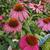 Coneflower - Pow Wow Wild Berry
Light: Sun/Part Shade
Zone: 3
Size: 20-24"
Bloom Time: July-September
Color: Berry Pink
Soil: Well-Drained Humus Rich