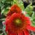 Coneflower - Sombrero Salsa

Light: Sun/Part Shade
Zone: 4
Size: 24-30"
Bloom Time: July-September
Color: Bright Red
Soil: Well-Drained Humus Rich