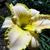 Daylily - Bridgeton Elegance

Light: Sun/Part Shade
Zone: 4
Size: 25"
Bloom Time: July/August 
Color: Pale Apricot
Soil: Moist, Well-Drained

