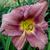 Daylily - Happy Ever App. Rosy Returns

Light: Sun/Part Shade
Zone: 4
Size: 14"X24"
Bloom Time: June-October
Color: Rose Pink
Soil: Moist, Well-Drained