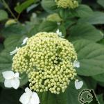 Hydrangea - White Dome