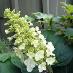 Hydrangea  - Oak Leaf Snow Queen