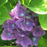 Hydrangea - Citiline Rio