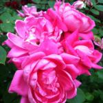 Rose - Pink Double Knock Out