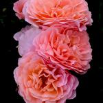 Rose - Drift Apricot