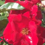 Rose - Shrub Thrive