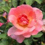 Rose - Peachy Knockout