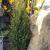 Juniper - Gold Cone

Light: Sun
Zone: 4
Size: 3-5'
Soil: Very Tolerant, Not Wet