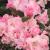 Rhododendron - Yaku Prince

Light: Part Shade
Zone: 5
Size: 3-4'
Bloom Time: May
Color: Pink
Soil: Well-Drained, Moist, Acid