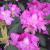 Rhododendron - English Roseum

Light: Part Shade
Zone: 4
Size: 10'X8'
Bloom Time: May
Color: Light Rose
Soil: Most, Well-Drained, Acid