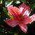 Azalea - Gillie

Light: Sun/Part Shade
Zone: 6
Size: 2' X 4'
Bloom Time: Late May
Color: Rose Salmon
Soil: Well-Drained, Moist, Acid
