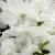 Azalea - Girard Pleasant White

Light: Sun/Part Shade
Zone: 5
Size: 5'
Bloom Time: May
Color: White
Soil: Well-Drained, Moist, Acid
