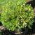 Boxwood - Franklin's Gem

Light: Sun/ Part Shade
Zone: 4
Size: 2' X 3'
Soil: Moist
