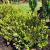 Boxwood - Wintergreen 

Light: Sun/ Part Shade
Zone: 4
Size: 2-4' X 3-5'
Soil: Well-Drained, Moist
