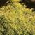 Cypress -Gold Mop

Light: Sun/Part Shade
Zone: 5
Size: 3-5' X 4-6'
Soil: Well-Drained, Most, Acid
