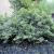 Holly-Japanese Hoogendorn 

Light: Sun
Zone: 4
Size: 4'
Soil: Well-Drained, Moist, Acid
