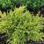 Juniper - Casino Gold

Light: Sun/Part Shade
Zone: 5
Size: 4-6' X 6-12'
Soil: Well-Drained, Moist, Acid
