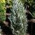 Juniper - Moonglow

Light: Sun
Zone: 3
Size: 15' X 5'
Soil: Well-Drained, Moist, Acid
