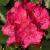 Rhododendron - Pearce' s American Beauty

Light: Sun/Part Shade
Zone: 5
Size: 6'
Bloom Time: May
Color: Deep Pink
Soil: Well-Drained, Moist Acid
