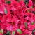 Azalea - Bixby

Light: Sun/Part Shade
Zone: 4
Size: 2'X2'
Bloom Time: May
Color: Large Cherry Red
Soil: Well-Drained, Moist, Acid