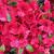 Azalea - Bixby

Light: Sun/Part Shade
Zone: 4
Size: 2'X2'
Bloom Time: May
Color: Large Cherry Red
Soil: Well-Drained, Moist, Acid