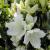 Azalea - Delaware Valley White

Light: Sun/Part Shade
Zone: 6
Size: 8'X10'
Bloom Time: May
Color: Large White
Soil: Well-Drained, Moist, Acid
