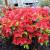 Azalea - Girard Hot Shot

Light: Sun/Part Shade
Zone: 5
Size: 3'X5'
Bloom Time: May
Color: Orange Red
Soil: Well-Drained, Moist, Acid