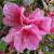 Azalea - Girard Renee Michele

Light: Sun/Part Shade
Zone: 6
Size: 18-24"
Bloom Time: May
Color: Mauve Pink
Soil: Well-Drained, Moist, Acid