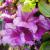 Azalea - Karen's

Light: Sun/Part Shade
Zone: 5
Size: 2-3'X2-3'
Bloom Time: May
Color: Single Purple
Soil: Well-Drained, Moist, Acid