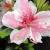 Azalea - Lady Robin

Light: Sun/Part Shade
Zone: 5
Size: 2-3'X2-3'
Bloom Time: May
Color: Pink/White
Soil: Well-Drained, Moist, Acid