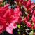 Azalea - Mother's Day

Light: Sun/Part Shade
Zone: 5
Size: 3'X3'
Bloom Time: May
Color: Single Cherry Red
Soil: Well-Drained, Moist, Acid