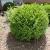 Boxwood - Green Gem

Light: Sun/Part Shade
Zone: 4
Size: 2'X2'
Soil: Well-Drained, Moist