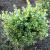 Boxwood - Green Velvet

Light: Sun/Part Shade
Zone: 5
Size: 3'X3'
Soil: Well-Drained, Moist