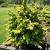 Cypress - Hinoki Fernspray Gold

Light: Sun
Zone: 4
Size: 10'X5'
Soil: Well-Drained, Moist
