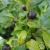 Holly - Japanese Green Luster

Light: Sun/Part Shade
Zone: 4
Size: 4'X4'
Soil: Well-Drained, Moist, Acid