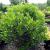 Inkberry - Shamrock

Light: Sun/Part Shade
Zone: 3
Size: 4-6'
Soil: Well-Drained, Moist, Acid