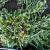 Juniper - Blue Rug

Light: Sun/Part Shade
Zone: 4
Size: 1'X6'
Soil: Well-Drained, Moist, Alkaline