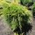 Juniper - Old Gold

Light: Sun/Part Shade
Zone: 4
Size: 3'X4'
Soil: Well-Drained, Moist, Acid