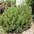 Pine - Dwarf Mugo

Light: Sun
Zone: 4
Size: 6'X6'
Soil: Well-Drained, Moist