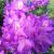 Rhododendron - Lee's Dark Purple

Light: Sun/Part Shade
Zone: 5
Size: 6'X8'
Bloom Time: May
Color: Dark Purple
Soil: Well-Drained, Moist, Acid