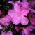 Rhododendron - PJM

Light: Sun/Part Shade
Zone: 5
Size: 5'X5'
Bloom Time: April
Color: Lavender Pink
Soil: Well-Drained, Moist, Acid